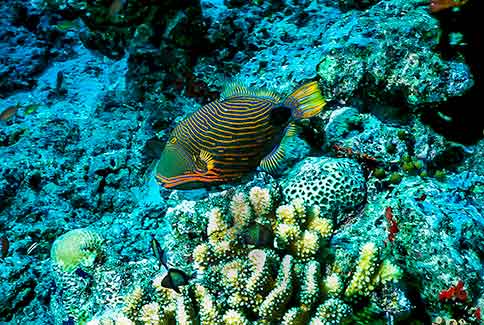 Orange-lined Triggerfish - Falistapus undulatus