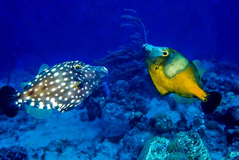Whitespotted Filefish - Cantherhines macrocerus