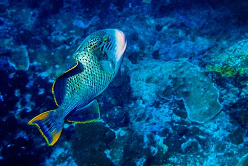 Yellowmargin Triggerfish - Pseudobalistes flavimarginatus