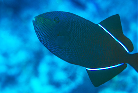 Black Durgon - Melichthys niger