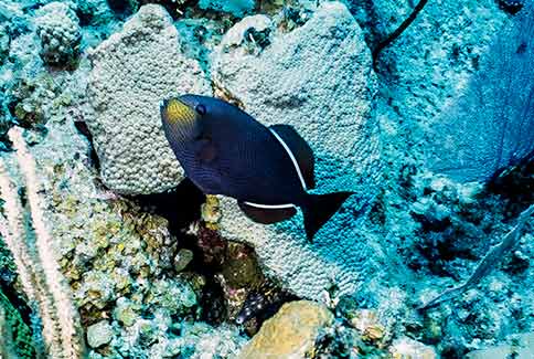 Black Durgon - Melichthys niger