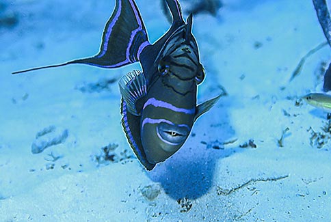 Queen Triggerfish - Balistes vetula