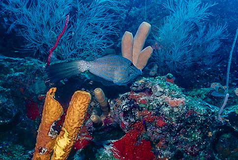 Scrawled Filefish - Aluterus scriptus