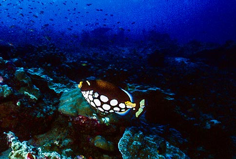 Clown Triggerfish - Balistoide conspicillum