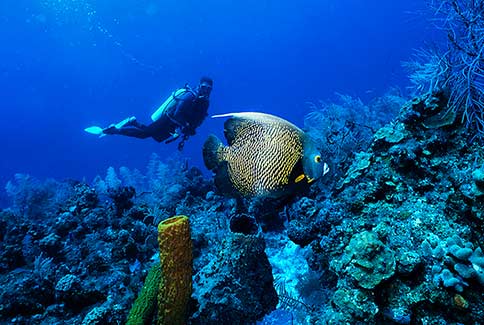 French Angelfish - Pomacanthus Paru