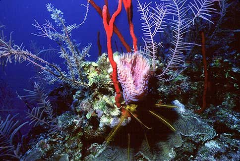 Turneffe Atoll Reef