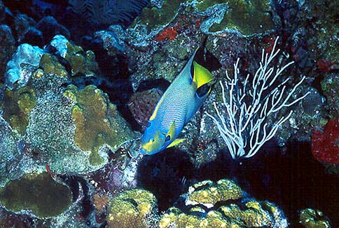 Queen Angelfish - Holacanthus ciliaris