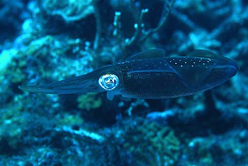 Sepioteuthis sepioidea