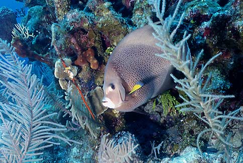 Gray Angelfish - Pomacanthus arcuatus
