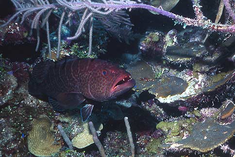 Tiger Grouper - Mycteropterca tigris