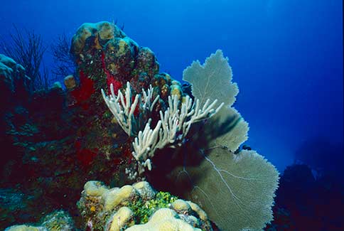 Common Sea Fan - Gorgonia ventalina