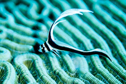 Juvenile Spotted Drum - Equetus punctatus