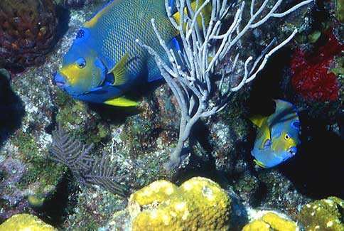 Queen Angelfish - Holacanthus ciliaris