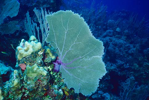 Common Sea Fan - Gorgonia ventalina
