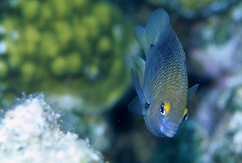 Threespot Damselfish - Stegastes planifrons