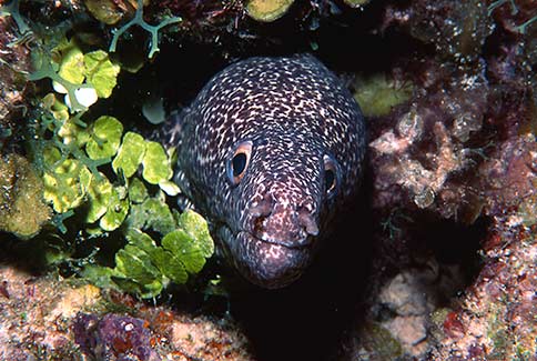 Spotted Moray - Gymnothorax moringa