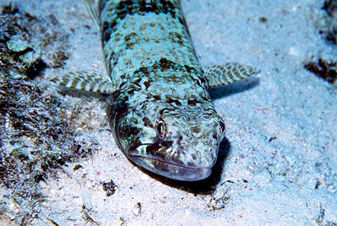 Sand Diver - Synodus intermedius