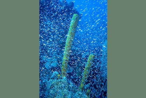 SILVERSIDES, HERRINGS, ANCHOVIES with Yellow Tube Sponge