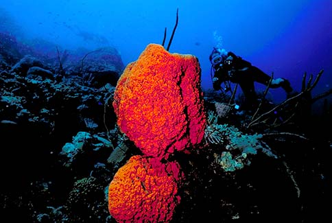 Strawberry Vase Sponge - Mycale laxissima