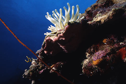 Giant Anemone - Condylactis gigantea