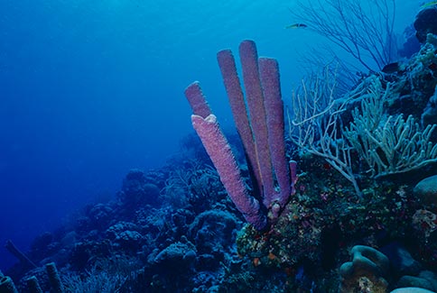 Stove-Pipe Sponge - Aplysina archeri