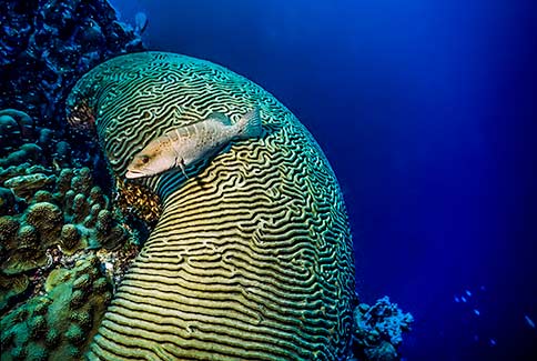 Tiger Grouper - Mycteroperca tigris