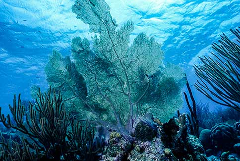 Venus Sea Fan - Gorgonia flabellum