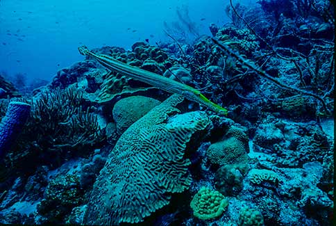 Trumpetfish - Aulostomus maculatus