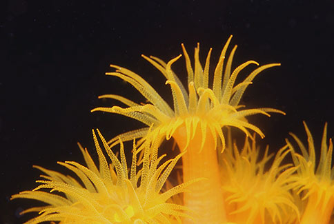 Orange Cup Coral - Tubastraea coccinea