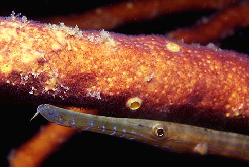Trumpetfish - Aulostomus maculatus