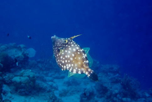 Whitespotted Filefish - Cantherhines macrocerus