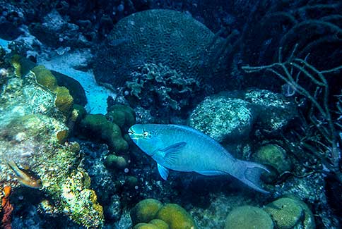 Queen Parrotfish - Scarus vetula