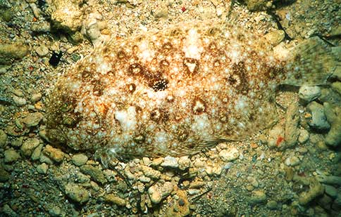 Pabther Flounder - Bothus pantherinus