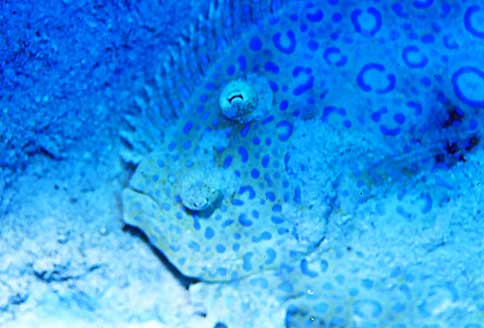 Peacock Flounder - Bothus lunatus