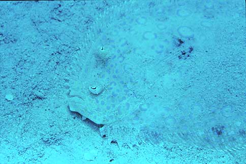 Peacock Flounder - Bothus lunatus