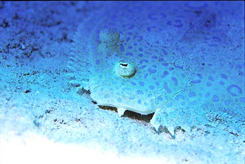 Peacock Flounder - Bothus lunatus
