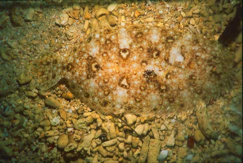 Panther Flounder - Bothus pantherinus
