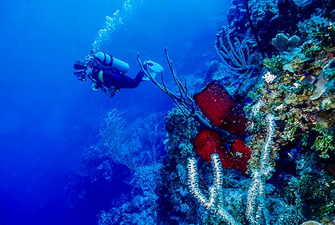 Vase Sponge (unidentified)