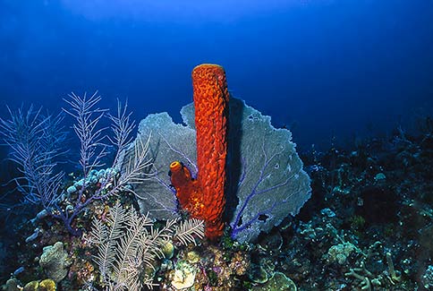 Yellow Tube Sponge - Aplysina fistularis