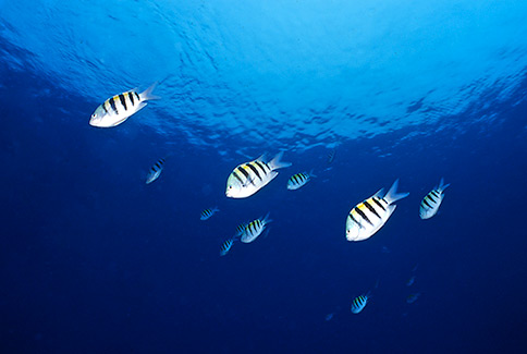 Sergeant Major - Abudefduf saxatilis