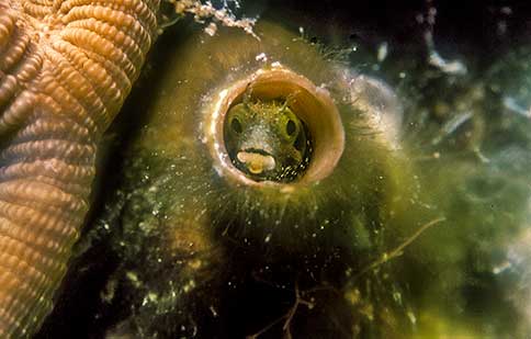 Spinyhead Blenny - Acnthemblemaria spinosa