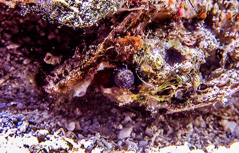 Sailfin Blenny - Emblemaria pandionis