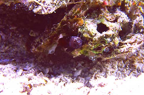 Sailfin Blenny - Emblemaria pandionis