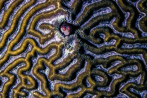 Spinyhead Blenny - Acnthemblemaria spinosa