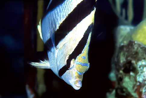 Banded Butterflyfish - Chaetodon striatus
