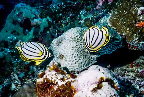 Meyer's Butterflyfish - Chaetodon meyeri