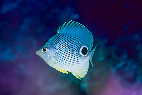 Foureye Butterflyfish - Chaetodon capistratus