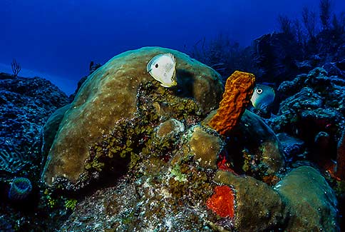 Foureye Butterflyfish - Chaetodon capistratus