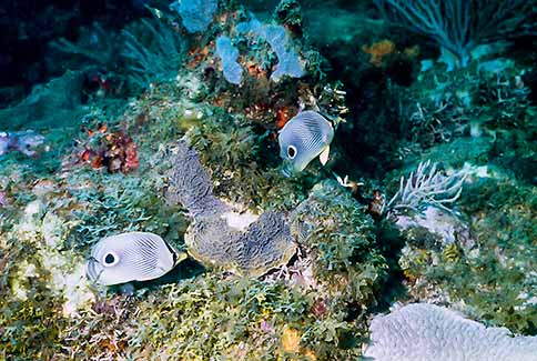 Foureye Butterflyfish - Chaetodon capistratus