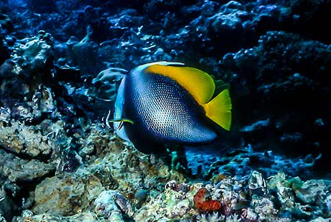 Singular Bannerfish - Heniochus singularius